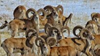 ببینید/ نجات ۲۴ بز و میش وحشی از گودالی در بستک