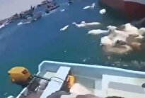 ببینید/ کشتی حامل گوسفند واژگون شد