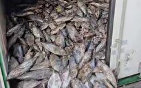 ببینید / آسیب دیدن کانتینرهای ماهی و گوشت در بندر رجایی