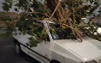 ببینید/ سقوط درخت بر روی خودرو در اثر طوفان در تهران