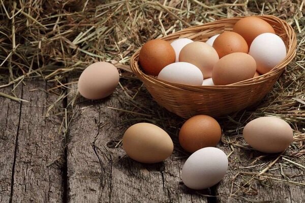 هشدار به دولت: تخم‌مرغ ۲۵ هزار تومانی یعنی مرگ تولید