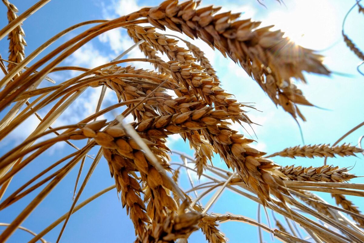 اصلاح قیمت گندم بدون فشار بر بودجه؛ کشاورزان منتظر چراغ سبز دولت