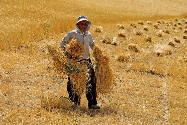 مرگ تدریجی مزارع گندم؛ آفتی به‌نام سن