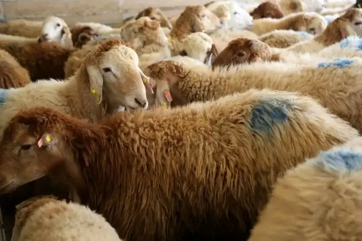 قیمت روز دام‌زنده؛ گوسفند گران و گوساله ارزان شد+جدول