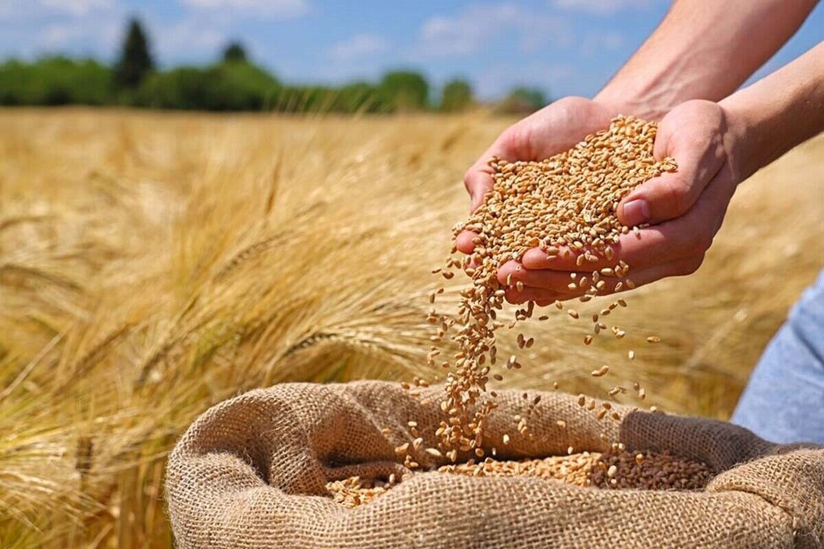 گندم داخلی نسیه، وارداتی نقد؟ هشدار تند گندمکاران به دولت