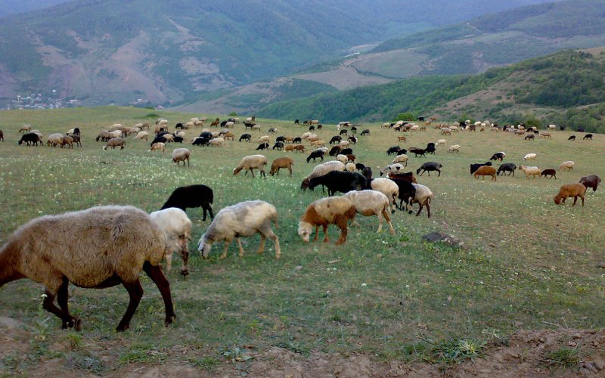 بحران چرای بیش‌ازحد در مراتع کشور