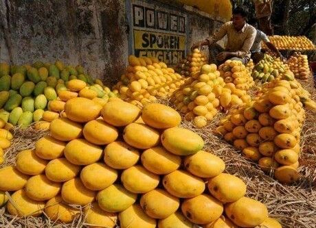 واردات انبه از ۱۰ خرداد از سر گرفته می‌شود