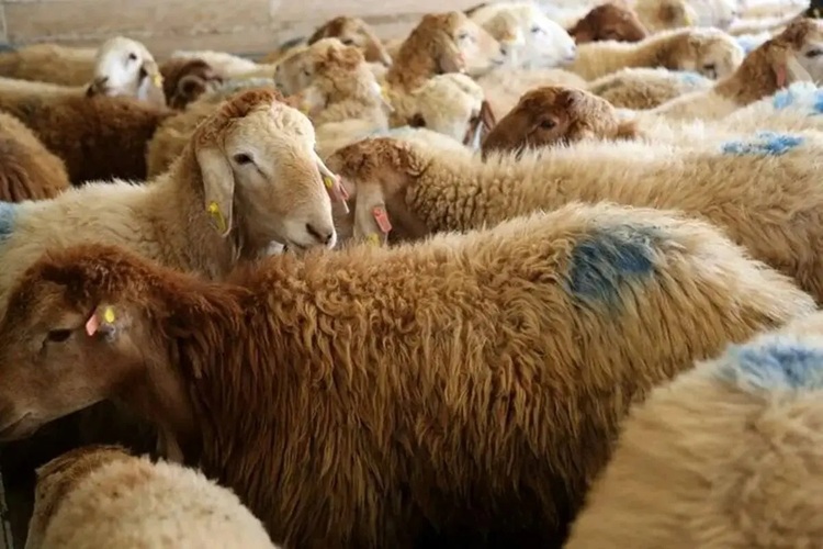 ثبات قیمت دام زنده در بازار؛ گوسفند زنده در تهران کیلویی چند؟ +جدول