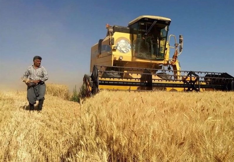 پرداخت مطالبات گندم کاران از مسیر اوراق تأمین مالی آغاز شد