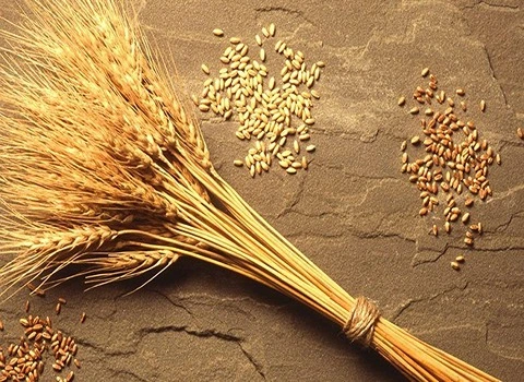 کاهش چهار ساله در زمان اصلاح ژنتیکی گندم