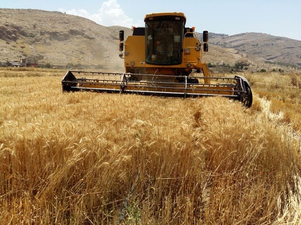 جهش خرید تضمینی گندم به ۳ میلیون تُن؛ خوزستان در صدر