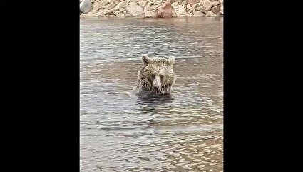 ببینید/ آب تنی خرس قهوه ای در دریاچه سبلان