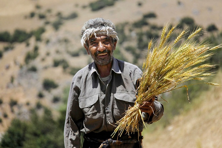 فقط این گندمکاران حسابشان را چک کنند+جزئیات