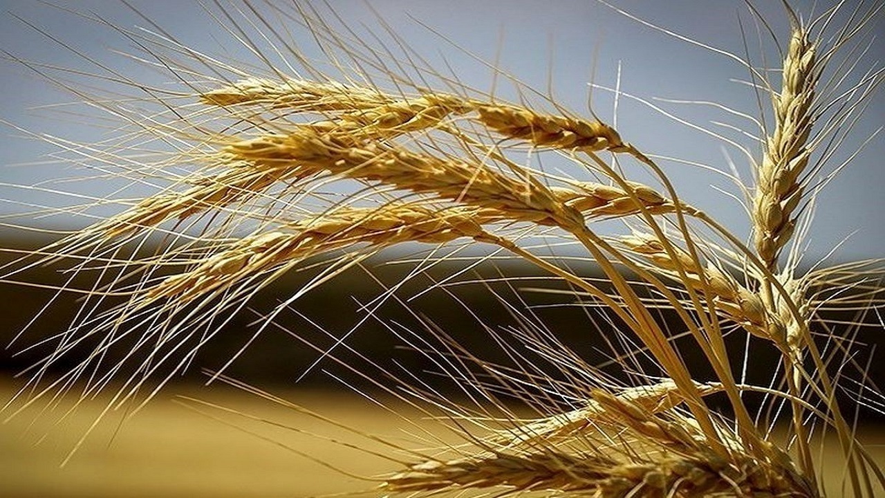 هشدار بنیاد گندم‌کاران: مطالبات پرداخت نشود، محصول را آزاد می‌فروشیم